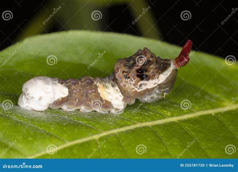 A Giant Swallowtail Butterfly Larva Papilio Cresphontes Mimics Both A