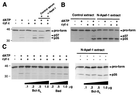 Bcl Xl Interacts With Apaf 1 And Inhibits Apaf 1 Dependent Caspase 9