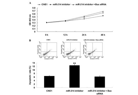 Microrna‑214 Promotes Proliferation And Inhibits Apoptosis Via