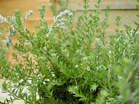 Westringia Fruticosa Coastal Rosemary Diacos Garden Nursery