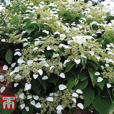 Hydrangea petiolaris plants – Artofit