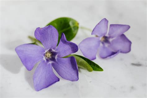 Blue and Purple Flower · Free Stock Photo