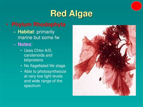 Ppt Algae And Microinvertebrates Powerpoint Presentation Free