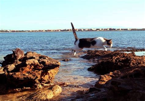 Colonia Felina A Su Pallosu Microchip Ai Gatti E Diffida Al Comune