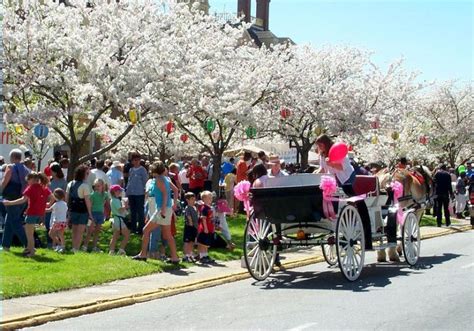 Cherry Blossom Festival 2024 Conyers Adey Robinia