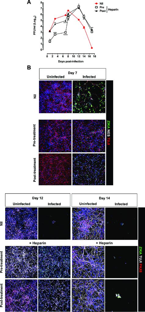 Kinetics Of ZIKV Replication In HiPSC NPCs Treated With A Single Dose