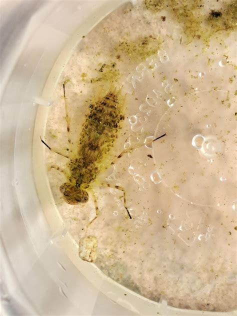 Insect that lives under water : r/whatbugisthis