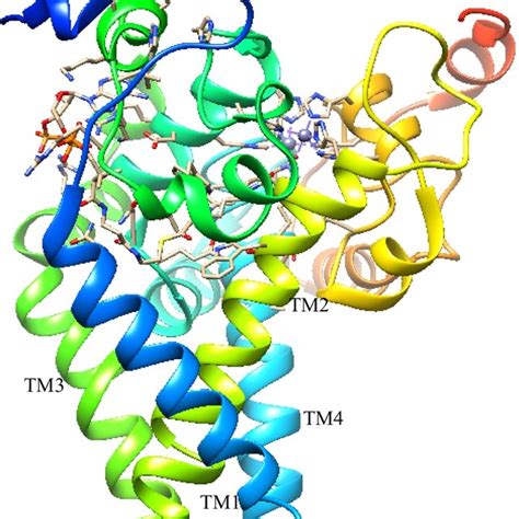 Overview Of Transmembrane Helices Of Hscd1 Structure Of The