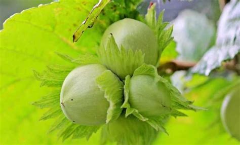 Noisetier Corylus Planter Tailler Et Entretenir Promesse De Fleurs