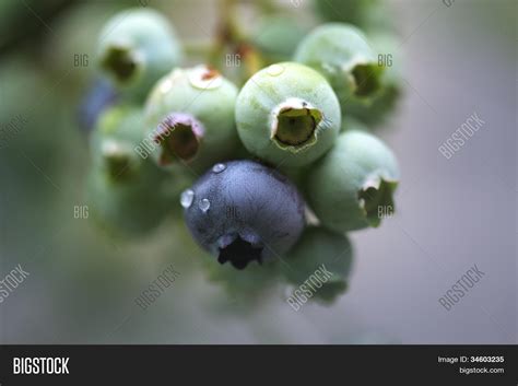 Blueberry Bush Image & Photo (Free Trial) | Bigstock