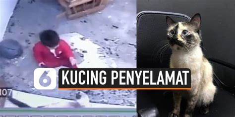 VIDEO Detik Detik Seekor Kucing Selamatkan Balita Enamplus