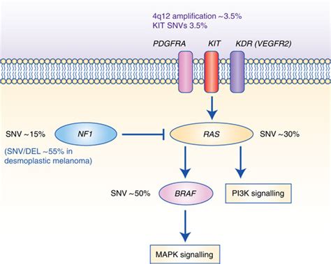 Ras Map Kinase Pathway Nf1