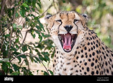 Portrait Of A Cheetah Yawning And Showing Its Teeth In Maasai Mara