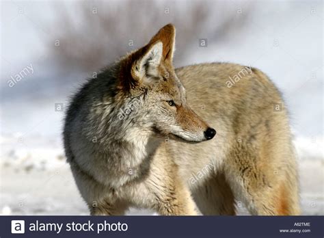 Wildlife Of North America Coyote Canis Latrans Stock Photo Alamy