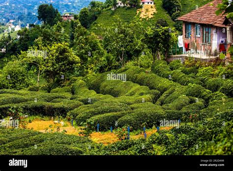 Tea Gardens Of Rize Stock Photo - Alamy