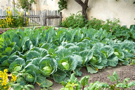 Cabbage Kellogg Garden Organics