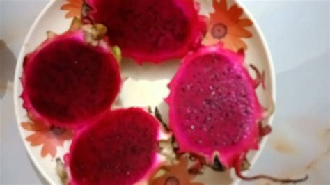 ড্রাগন ফলের ভিডিও ছাড়লেন ভাইরাল Dragon Dragonfruit Fol Fruit