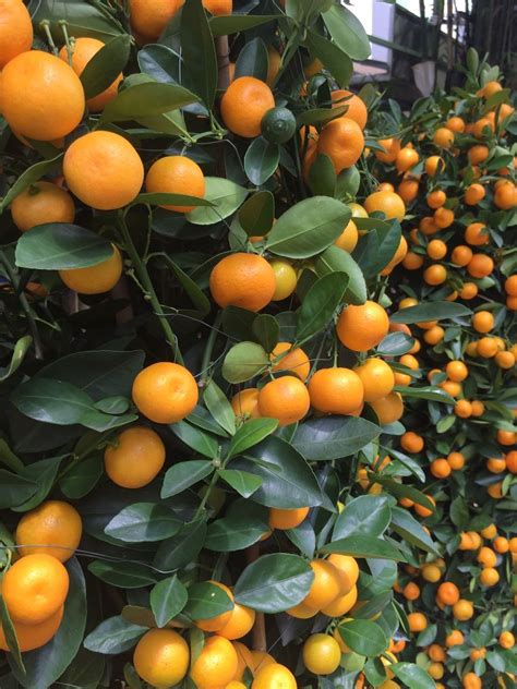 Calamondin Orange Trees ( Acquaintance) — Steemit