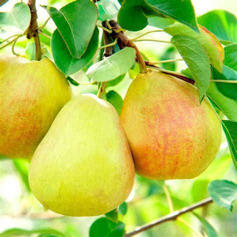 Груша «Перун»