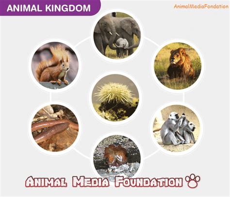 Classification Of Kingdom Animalia Animal Media Foundation