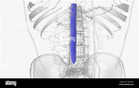 He Inferior Vena Cava Ivc Is The Largest Vein Of The Human Body 3d