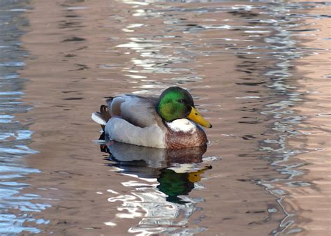 Free Images Nature Wildlife Reflection Beak Fauna Duck