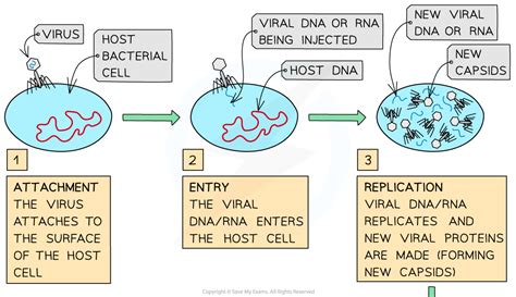 viral particle replication  level biology