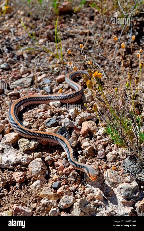 Western Patch Nosed Snake Salvadora Hexalepis S W Usa Stock Photo