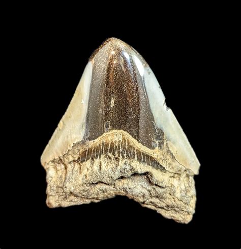 Megalodon Tooth Specimen #48 – Paxton Gate