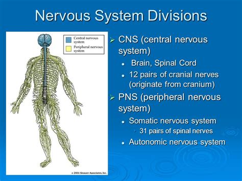 Neurons And Neural Transmission Neurochemical Mechanisms Of Drug Action