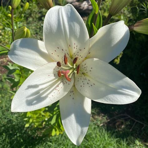 Lilium 'Eyeliner', Lily 'Eyeliner' (Other) - uploaded by @vivo44