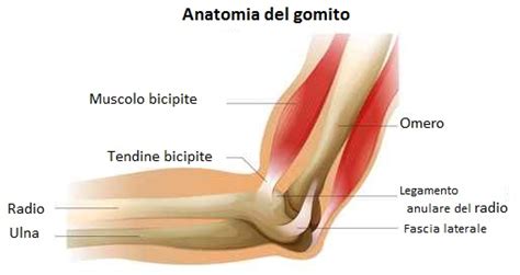 Dolore Al Gomito E Fisioterapia In Cosa Consiste E Quando Farla