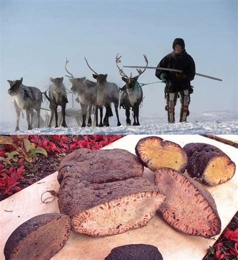Смертельные деликатесы северных народов Копальхен может спасти жизнь ...