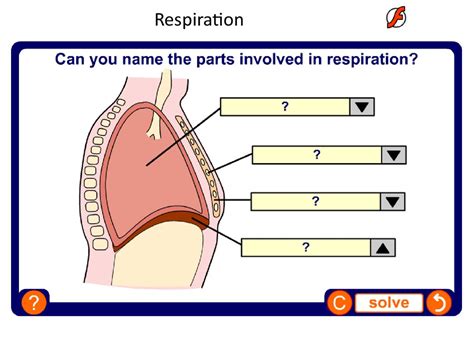 Ks Biology The Breathing System