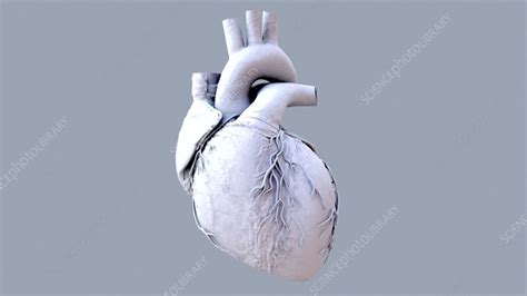 Human heart beating, animation - Stock Video Clip - K009/6651 - Science ...