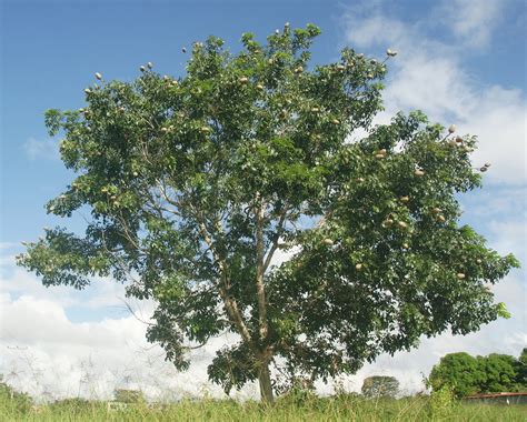 Caoba Swietenia macrophylla Plantación de árboles Planos de