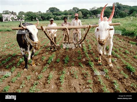 Bullocks Ploughing Fields Hi Res Stock Photography And Images Alamy