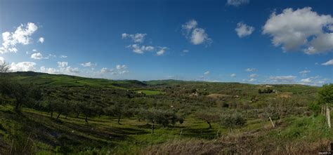 Оливковые деревья фото - Природа, пейзажи - Фотографии и путешествия ...