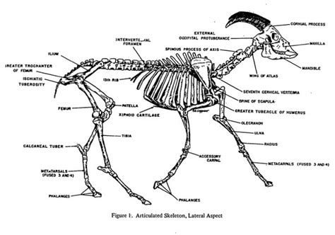 Goat Anatomy Skeletal Animal Science Veterinary Humor Vet Medicine