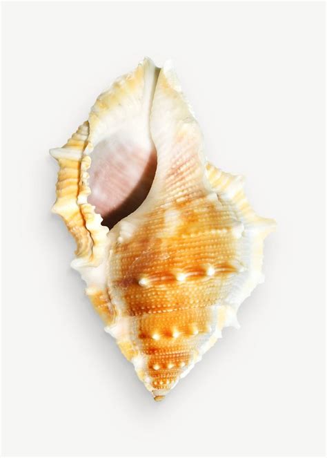 conch shell image graphic psd  psd rawpixel
