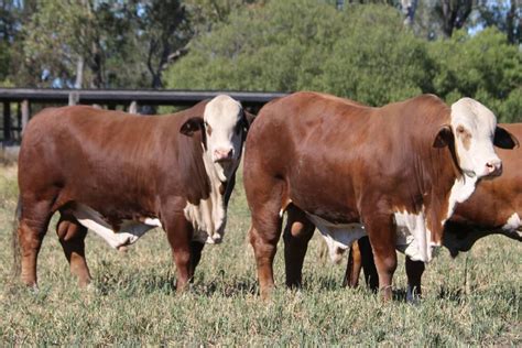 National Braford Drafts Filled With Quality Genetics Queensland