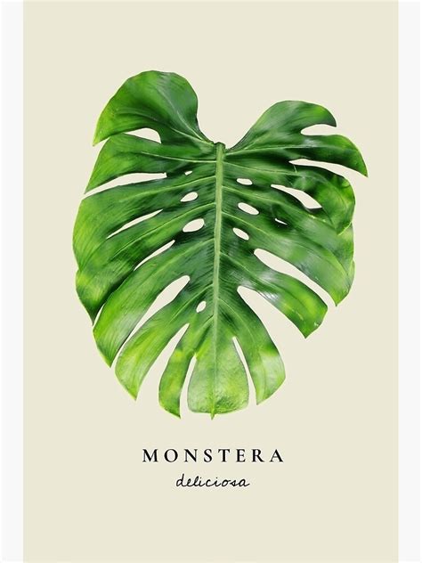 Monstera Print Monstera Wall Art Monstera Leaf Art Monstera Art Print Monstera Art