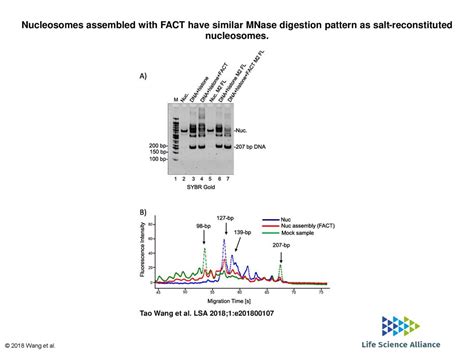 Nucleosomes Assembled With Fact Have Similar Mnase Digestion Pattern As