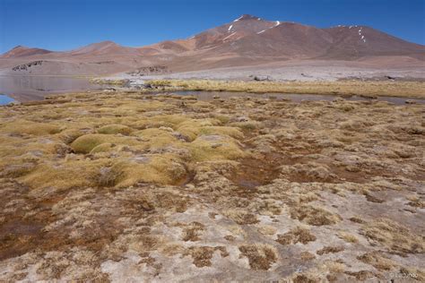 Ecosistema Terrestre Matorral Bajo Tropical Mediterráneo Andino De