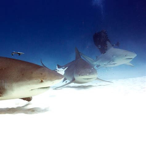 Bull Shark Dive • No Feeding • Book Online Now • Blue Life