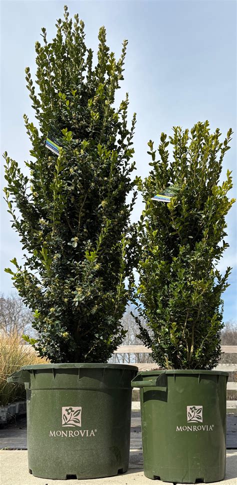 Buxus sempervirens 'Green Tower®' Boxwood from Rountree Nursery and Supply
