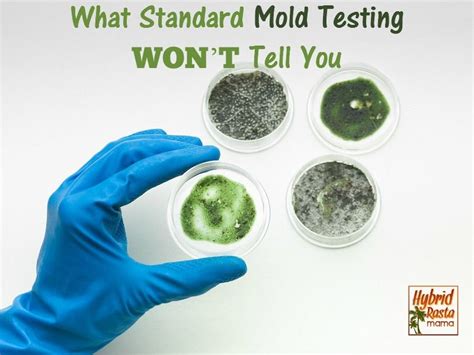 What Is An Ermi Mold Test Mold Prevention Mold Inspection Molding