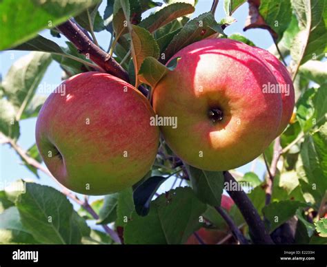 Roter Apfelbaum Hi Res Stock Photography And Images Alamy