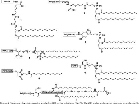 The Glycosylphosphatidylinositol Anchor A Complex Membrane Anchoring