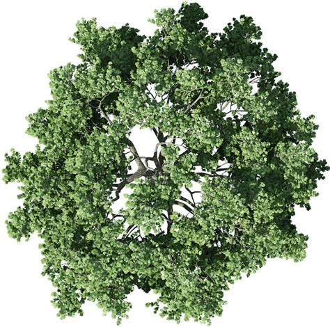 Download Tree Top View Png - Mango Tree Top View - HD Transparent PNG - NicePNG.com